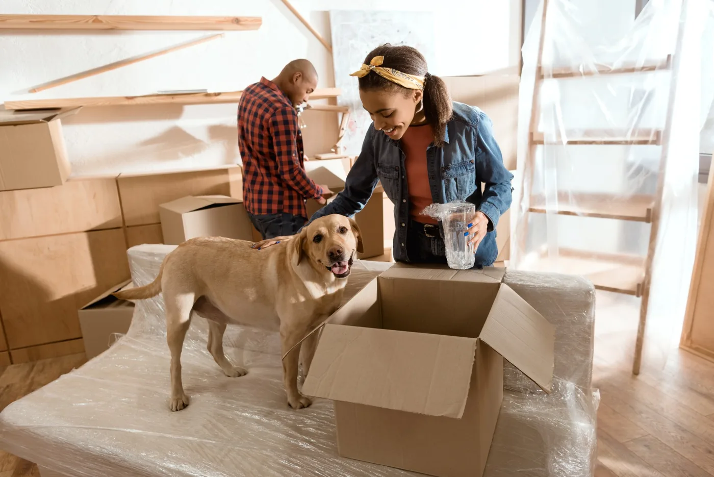 A yellow labrador standing on a plastic-covered surface beside an open cardboard box while a couple wrap glassware in a room full of packed boxes
